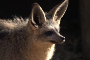コウモリ駆除の業者でおすすめの選び方は？