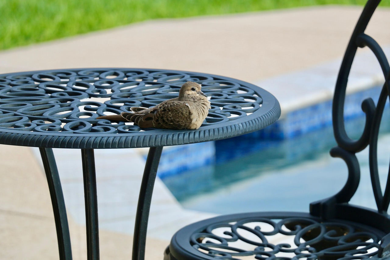 ベランダの鳩駆除にかかる費用はどのくらい？