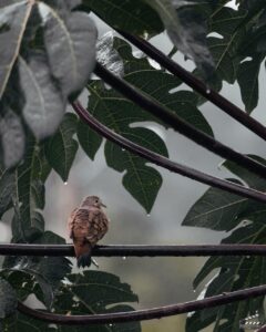 鳩の駆除に関する自治体の補助制度はどのようなものですか？