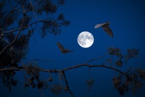 コウモリ駆除の相場はどのくらい？