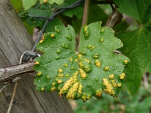 ダニ駆除にかかる費用はいくらかかる？