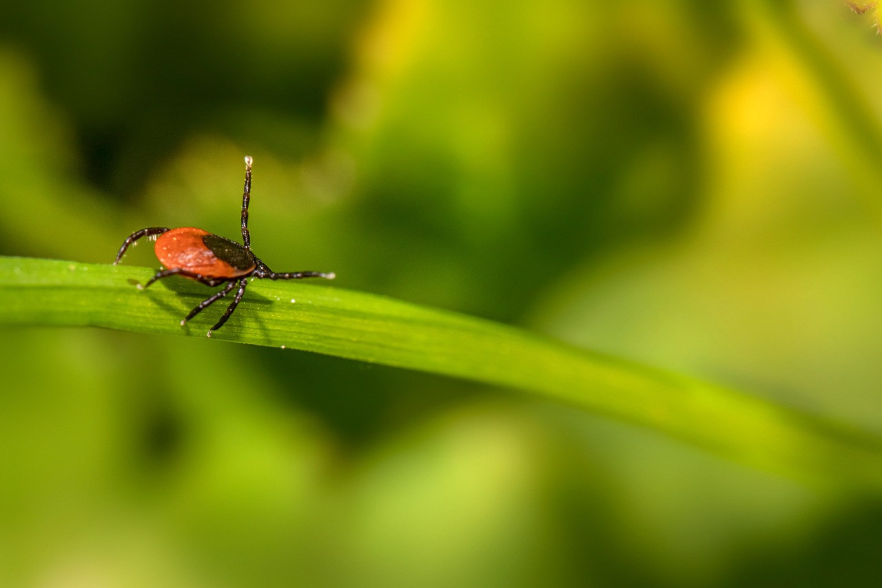 ダニ駆除はどこに頼むのが最適か？