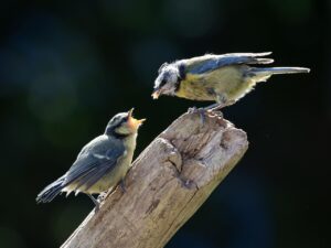 ノミ駆除を依頼する際、どこに頼むのが最適か？