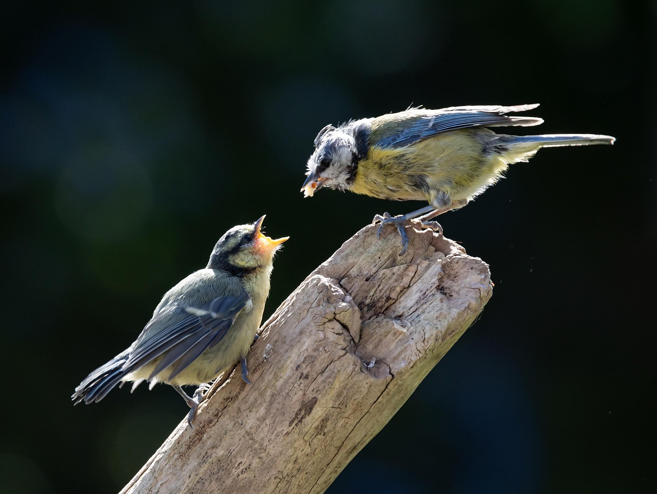 ノミ駆除を依頼する際、どこに頼むのが最適か？