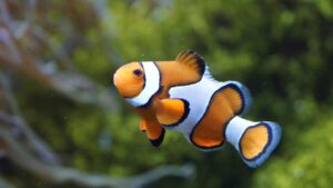 ノミ駆除業者のおすすめはどこですか？