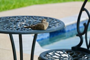 ベランダの鳩駆除にかかる費用はどのくらい？