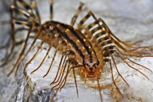 ムカデの駆除で費用を安く抑えるためのポイントは？