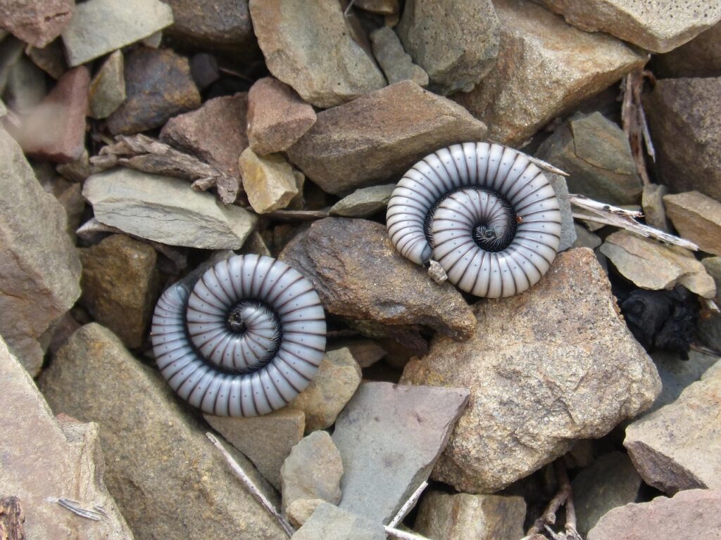 ムカデの駆除をプロに依頼するメリットは何ですか？