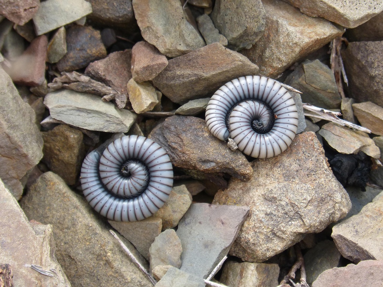 ムカデの駆除をプロに依頼する際の注意点は？