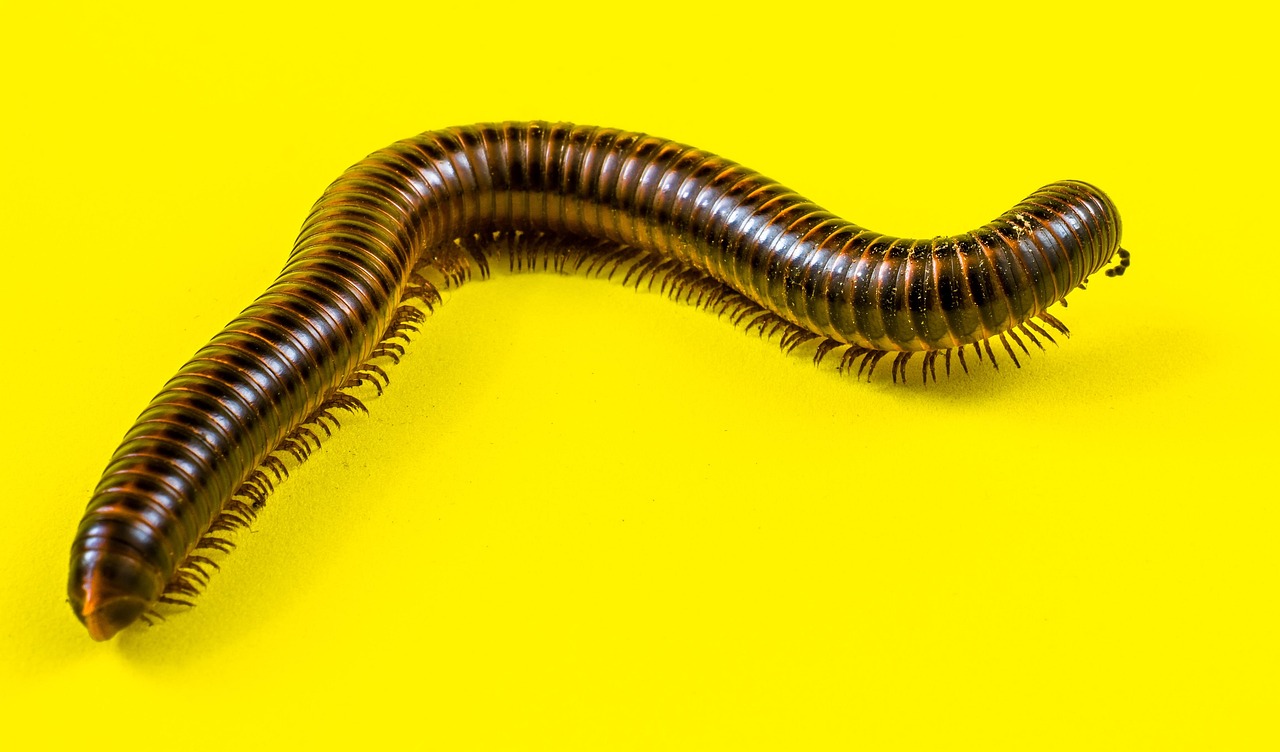 ムカデの駆除を安く行うための費用はどれくらいか？