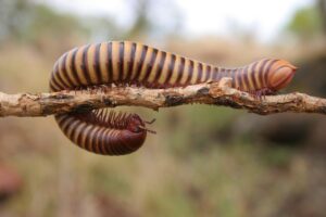ムカデを駆除する自分にできる方法は？