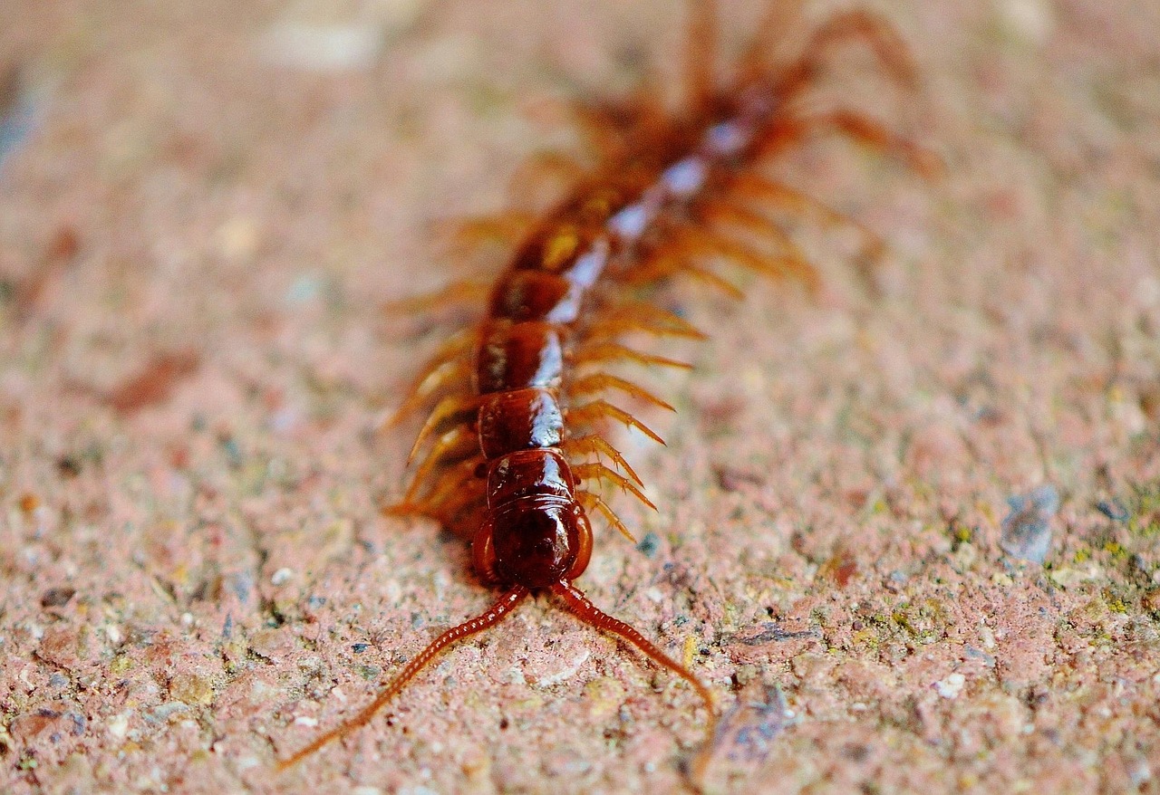 ムカデ駆除をプロに依頼するメリットとは？