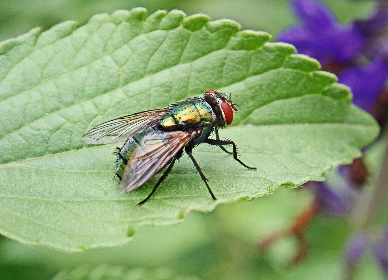 害虫駆除に役立つ情報は何ですか？