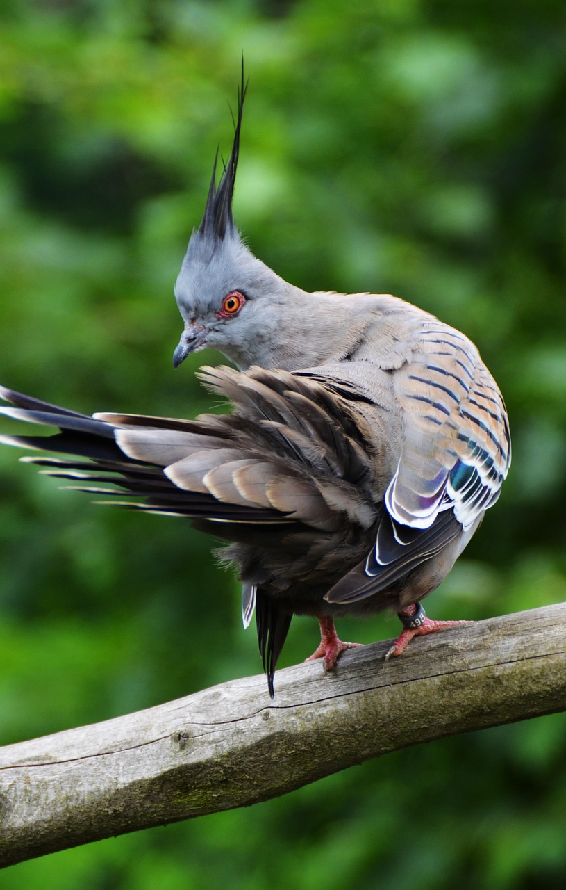 鳩の駆除にかかる料金の相場はどのくらい？