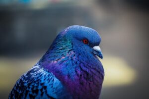 鳩の駆除にかかる費用はいくらですか？