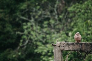 鳩の駆除はどこに頼むのが最適ですか？