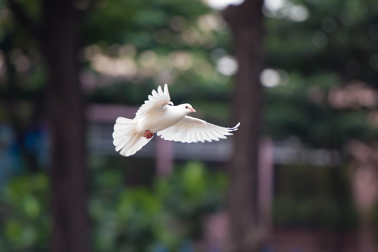 鳩の駆除はどこに頼むのが最適？