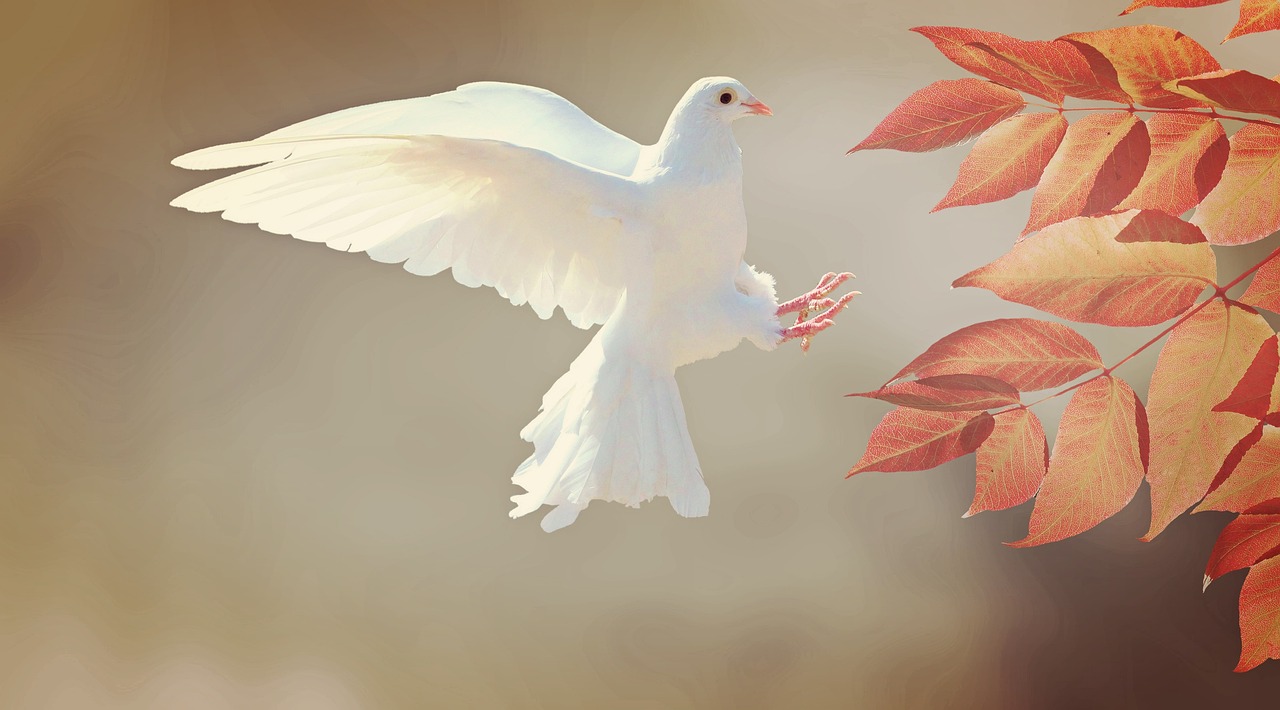 鳩の駆除業者でおすすめの選び方は？