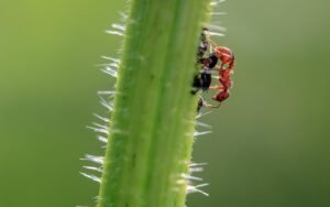 アリ駆除業者の比較ポイントとおすすめは？