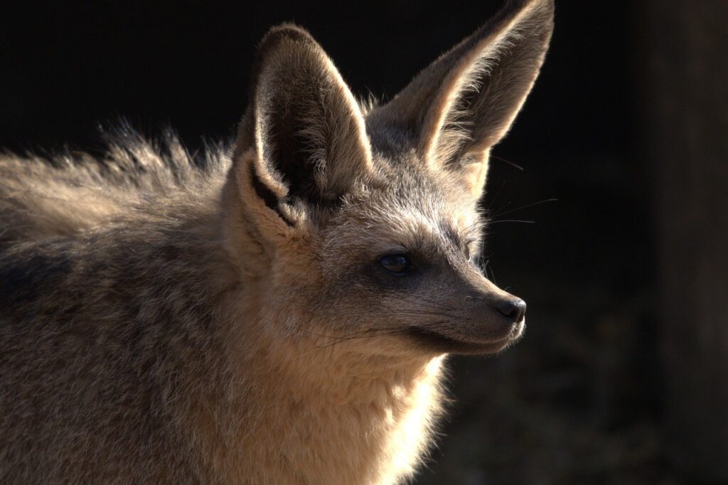 コウモリ駆除に関する行政の手続きはどうなっている？