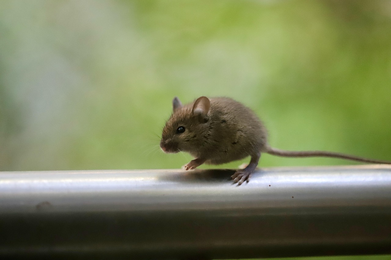コウモリ駆除相場について知っておくべきポイントは？