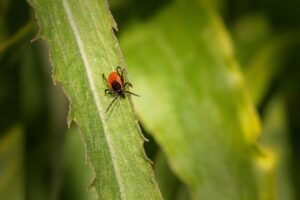 ダニ駆除業者に依頼する際のポイントは？