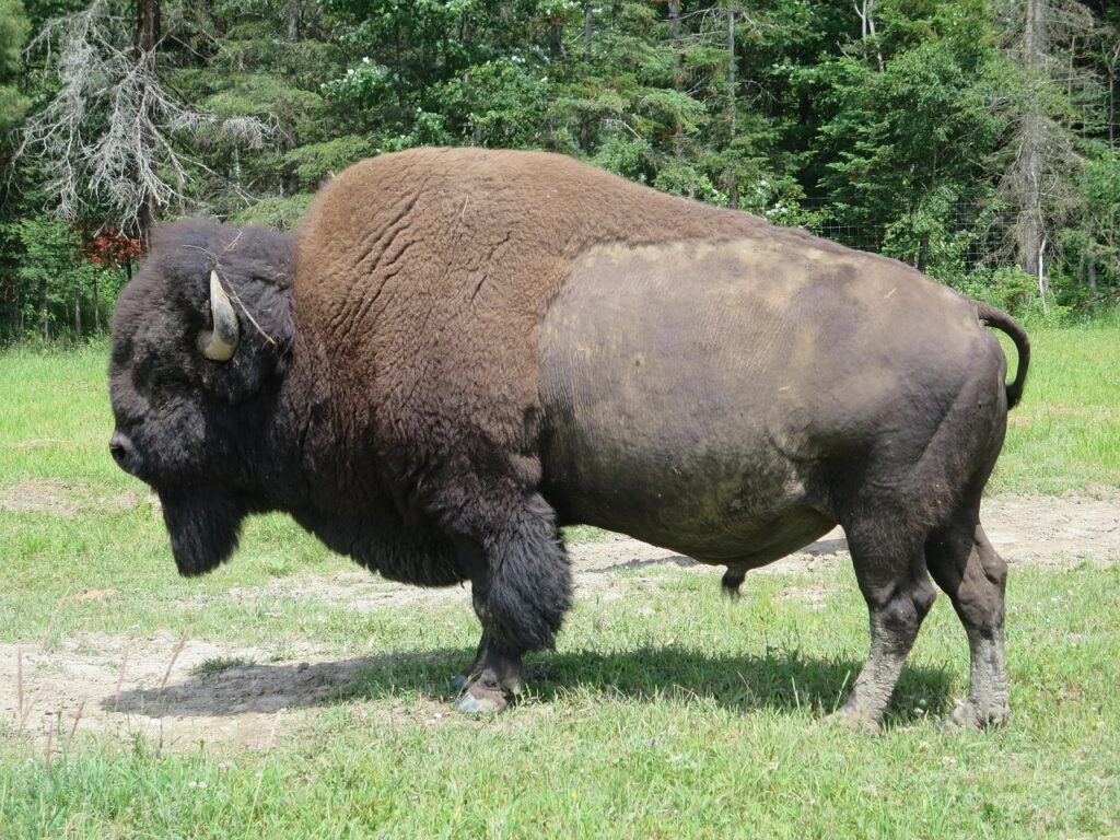 ネズミ駆除はどこに頼むのが最適か？