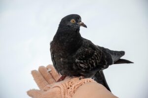 ハト駆除はどこに頼むのが最適か？