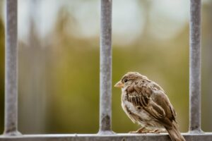 害鳥駆除の体験談から学ぶ効果的な方法とは？