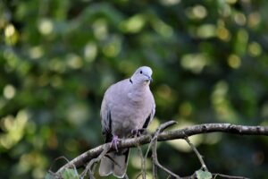 鳩のフン掃除業者を選ぶ際に注意すべきポイントは？