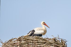 鳩の巣撤去にかかる料金はどれくらい？