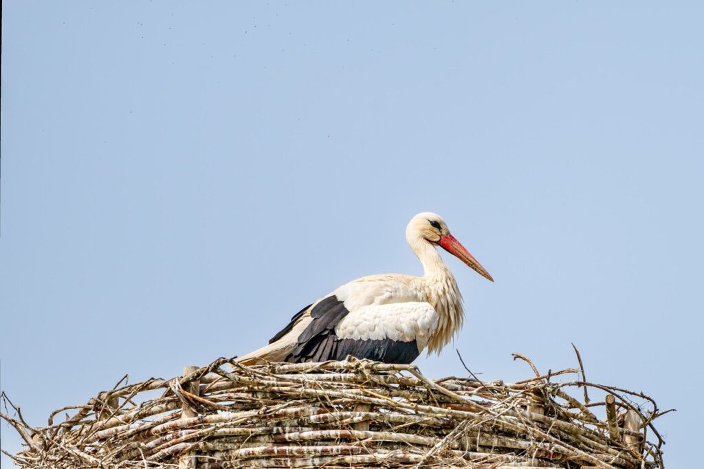 鳩の巣撤去にかかる料金はどれくらい？