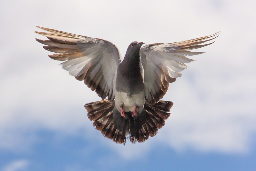 鳩の駆除を市役所に依頼する方法は？