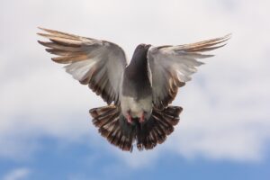 鳩の駆除を市役所に依頼する方法は？