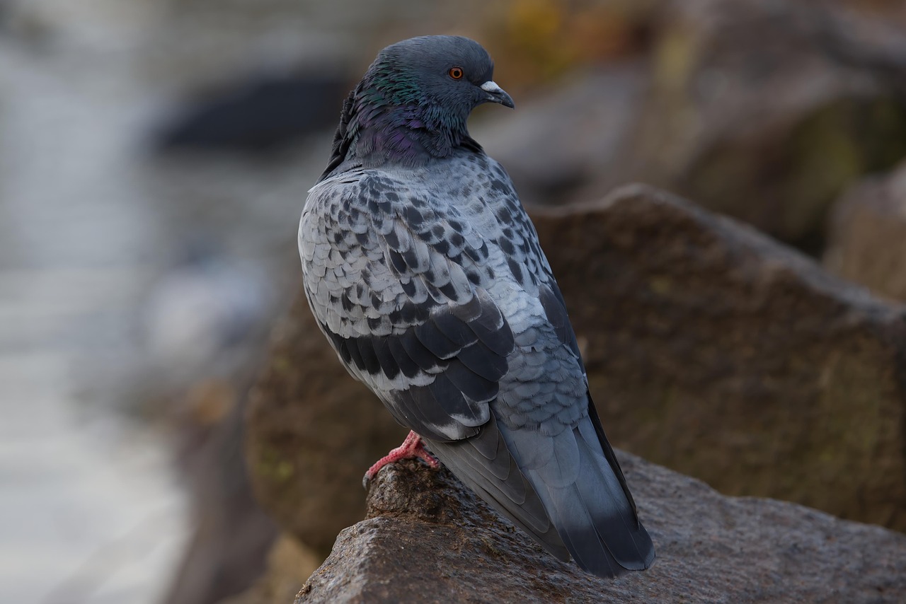 鳩駆除に利用できる補助金はどこで申請できる？