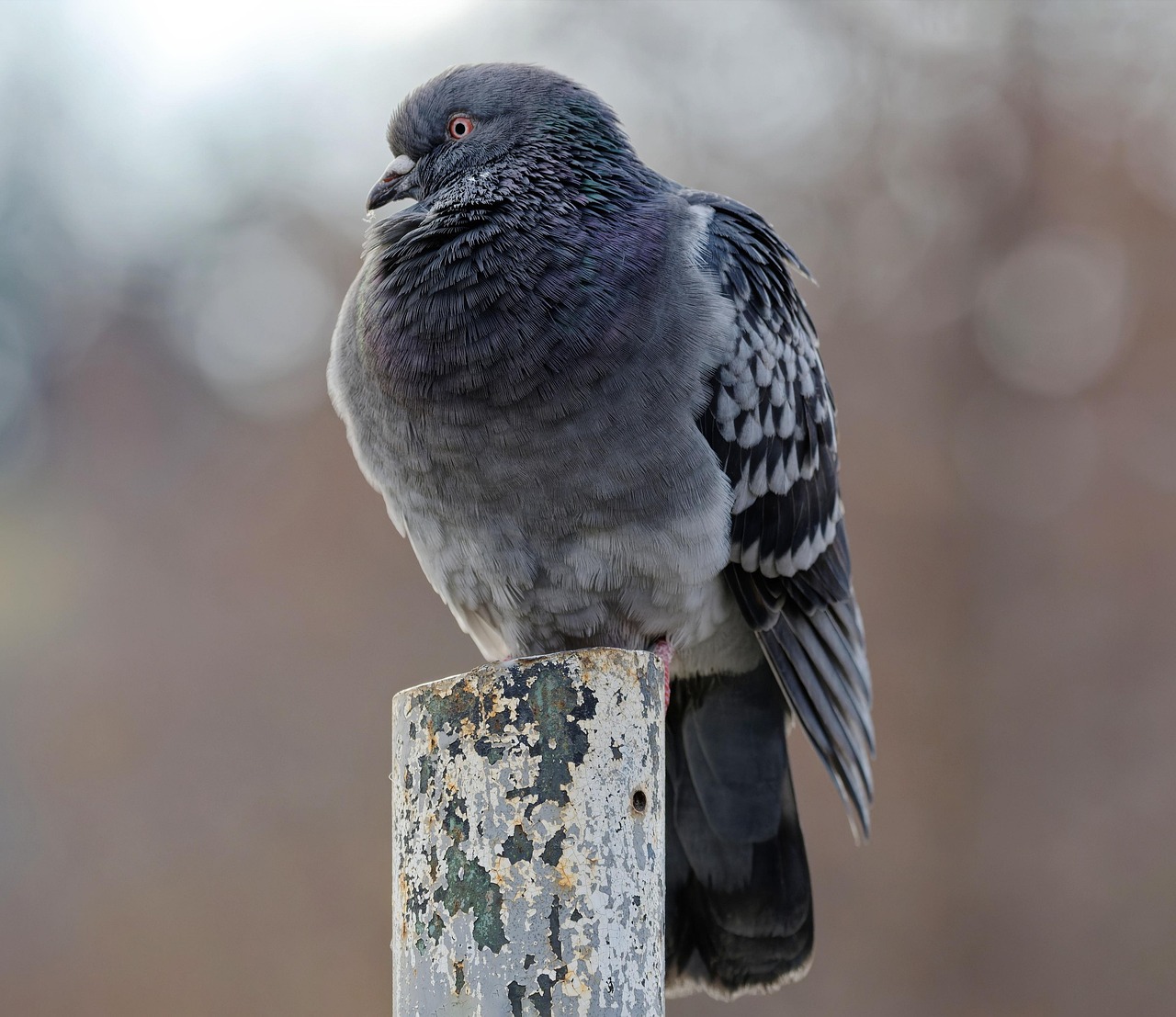 鳩駆除に活用できる補助金の申請方法は？