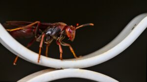 アシナガバチの駆除にかかる料金はどのくらい？