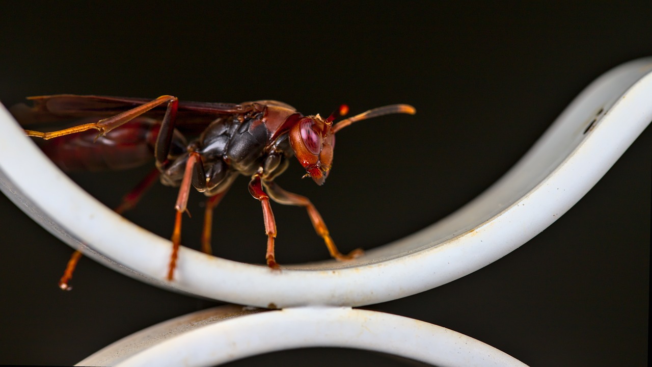 アシナガバチの駆除にかかる料金はどのくらい？