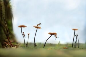 アリの駆除にいくらかかるのか徹底解説しますか？