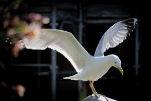 アリの駆除にかかるいくらの費用が必要なのか知りたい？