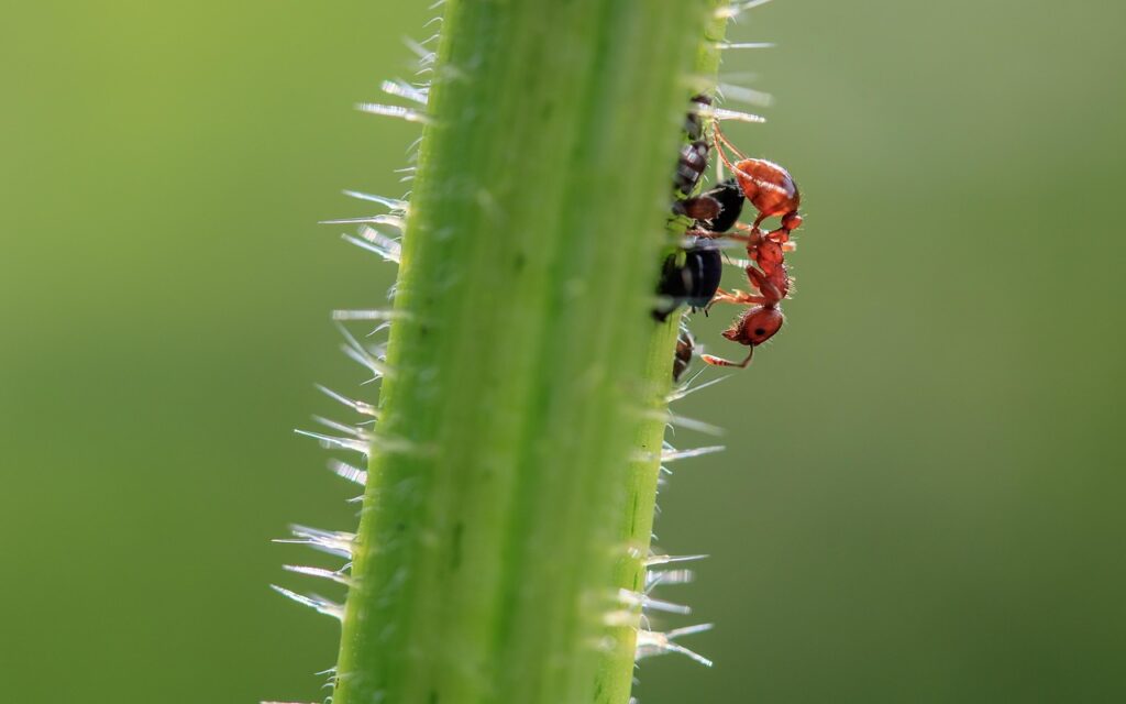 アリの駆除を費用を安くするための効果的な方法は？