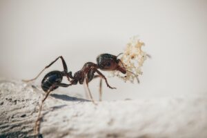 アリの駆除業者でおすすめのサービスは？