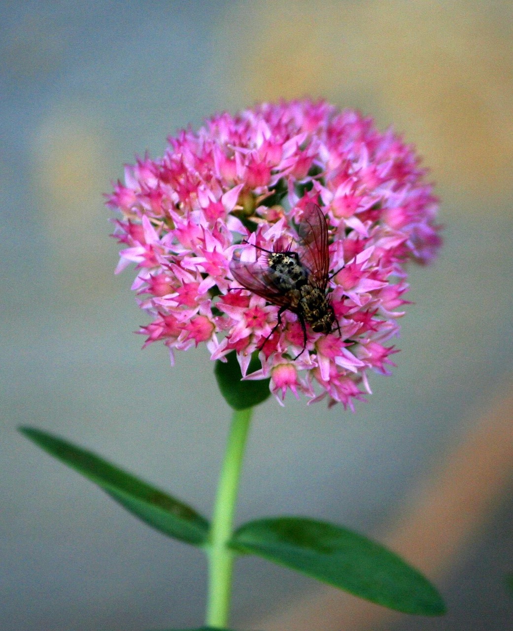 アリの駆除業者に依頼する際の費用はどのくらい？