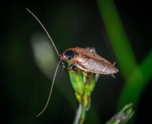 ゴキブリ駆除の料金はマンションによってどれくらい違うの？