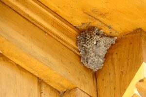 スズメバチの駆除はどこに電話すればいいの？