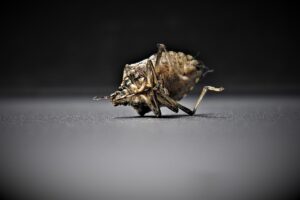 トコジラミの駆除に市販商品が効かない理由とは？