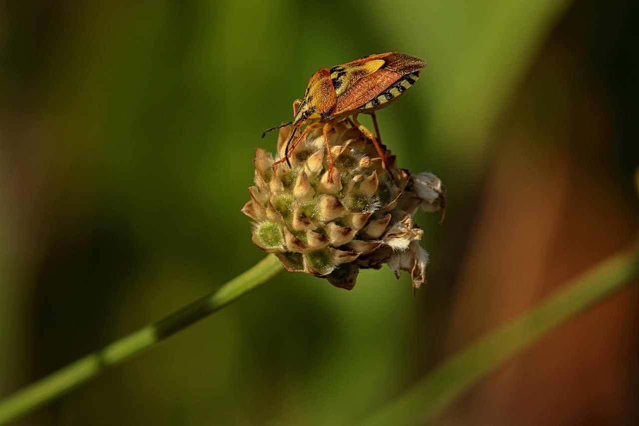 トコジラミの駆除業者にかかる料金はどのくらい？