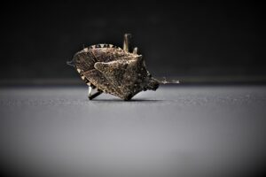 トコジラミ駆除業者の比較で失敗しない選び方は？