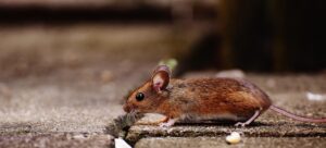 ネズミ駆除を市役所に依頼する際の無料サービスとは？