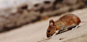 ネズミ駆除業者に依頼した場合の費用はどのくらい？